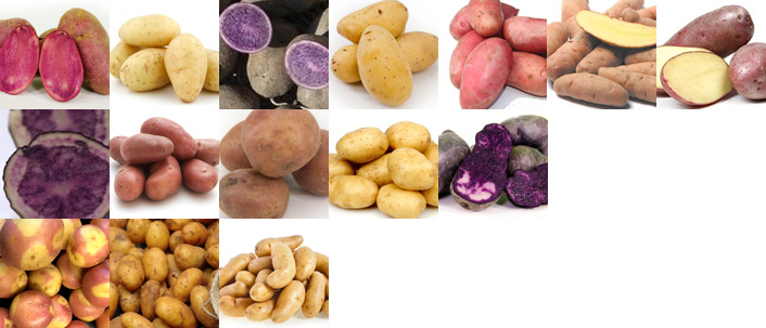 Jac van den Oord levert een grote diversiteit aan aardappelen